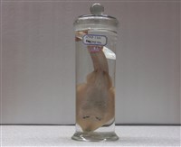 藏品(薛氏琵琶鱝)的圖片